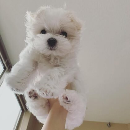 Micky Male Maltese Puppy