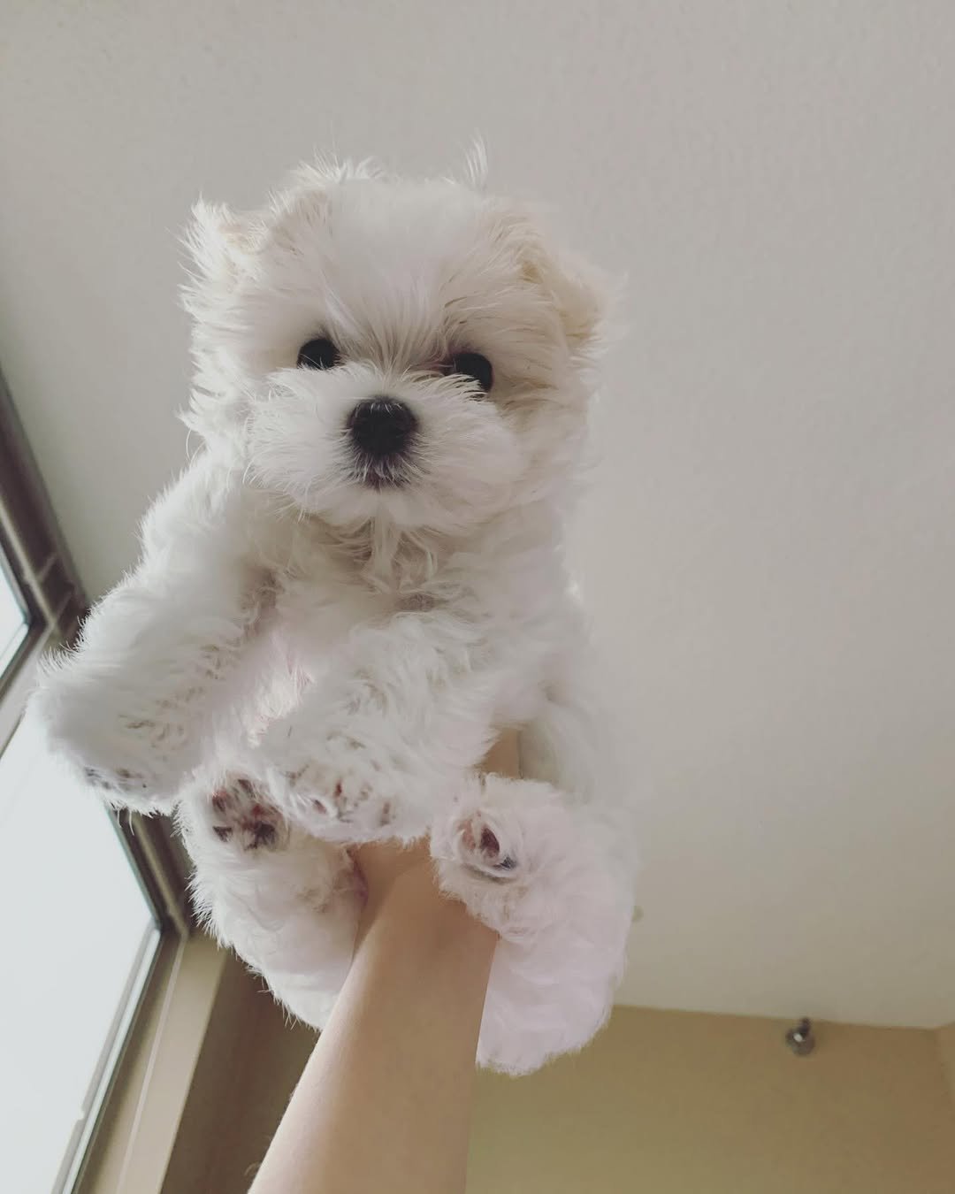 Micky Male Maltese Puppy