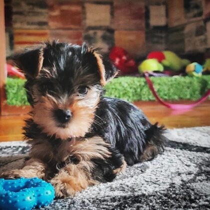 CoCo Standard YORKIE puppy For Sale