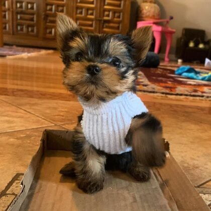 Tico Male Yorkie Puppy For Sale