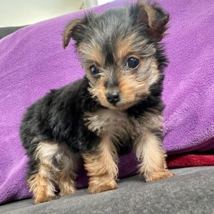Latte Female Teacup Yorkie Puppy