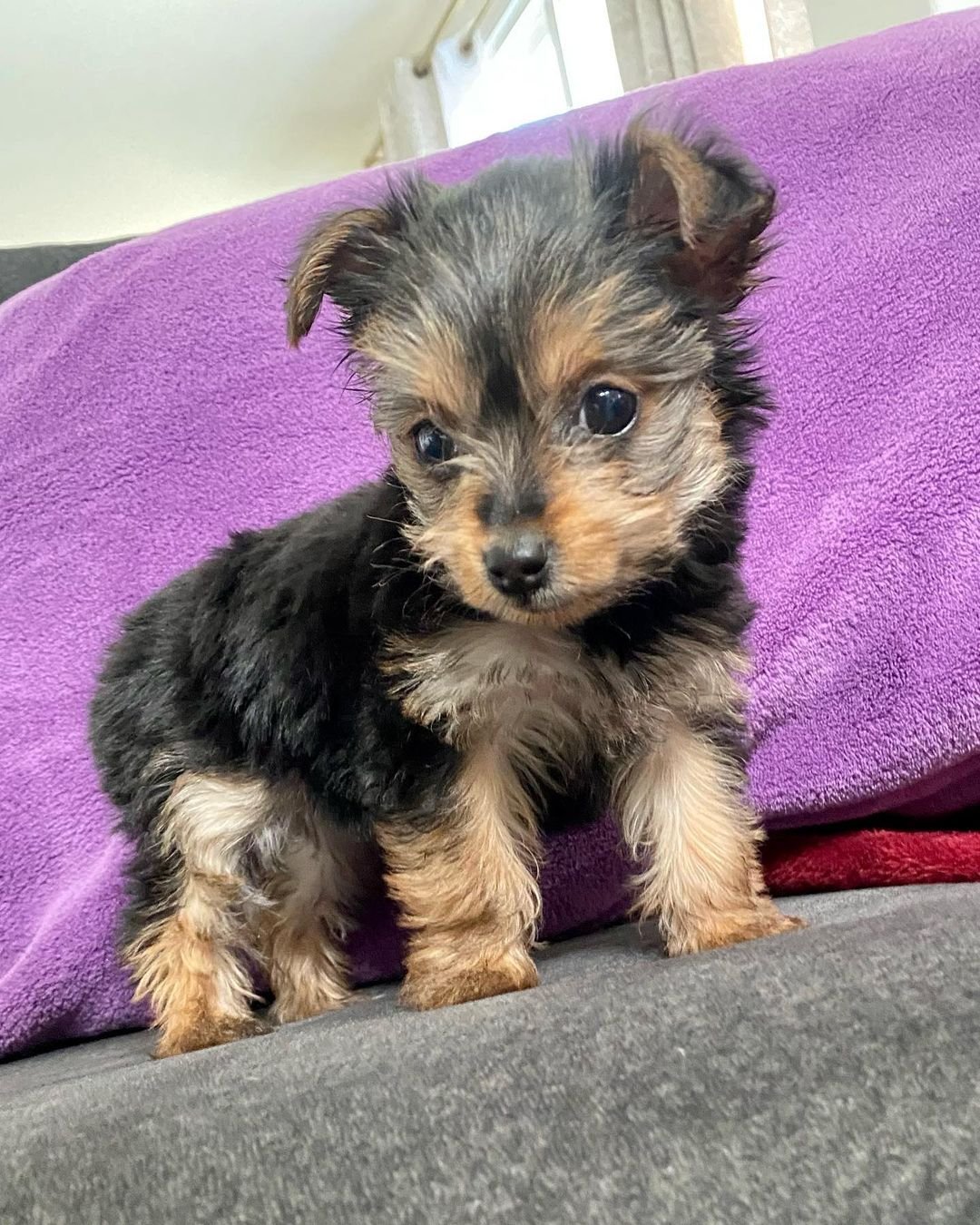 Latte Female Teacup Yorkie Puppy