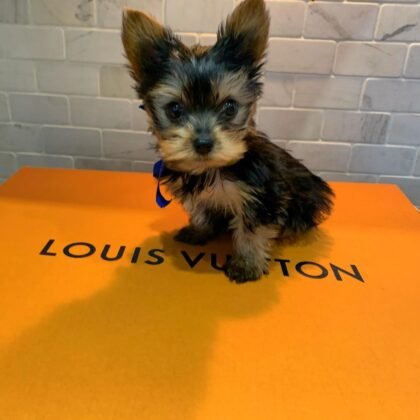 Rico Male Yorkie Puppy
