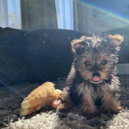 Wolfie male teacup yorkie puppy