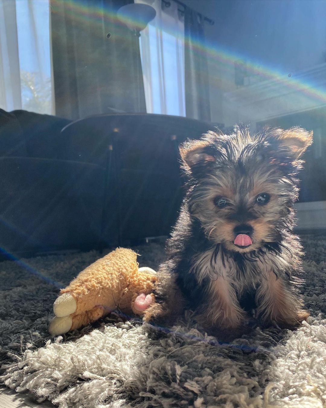 Wolfie male teacup yorkie puppy