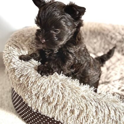 Paris Female Yorkie Puppy