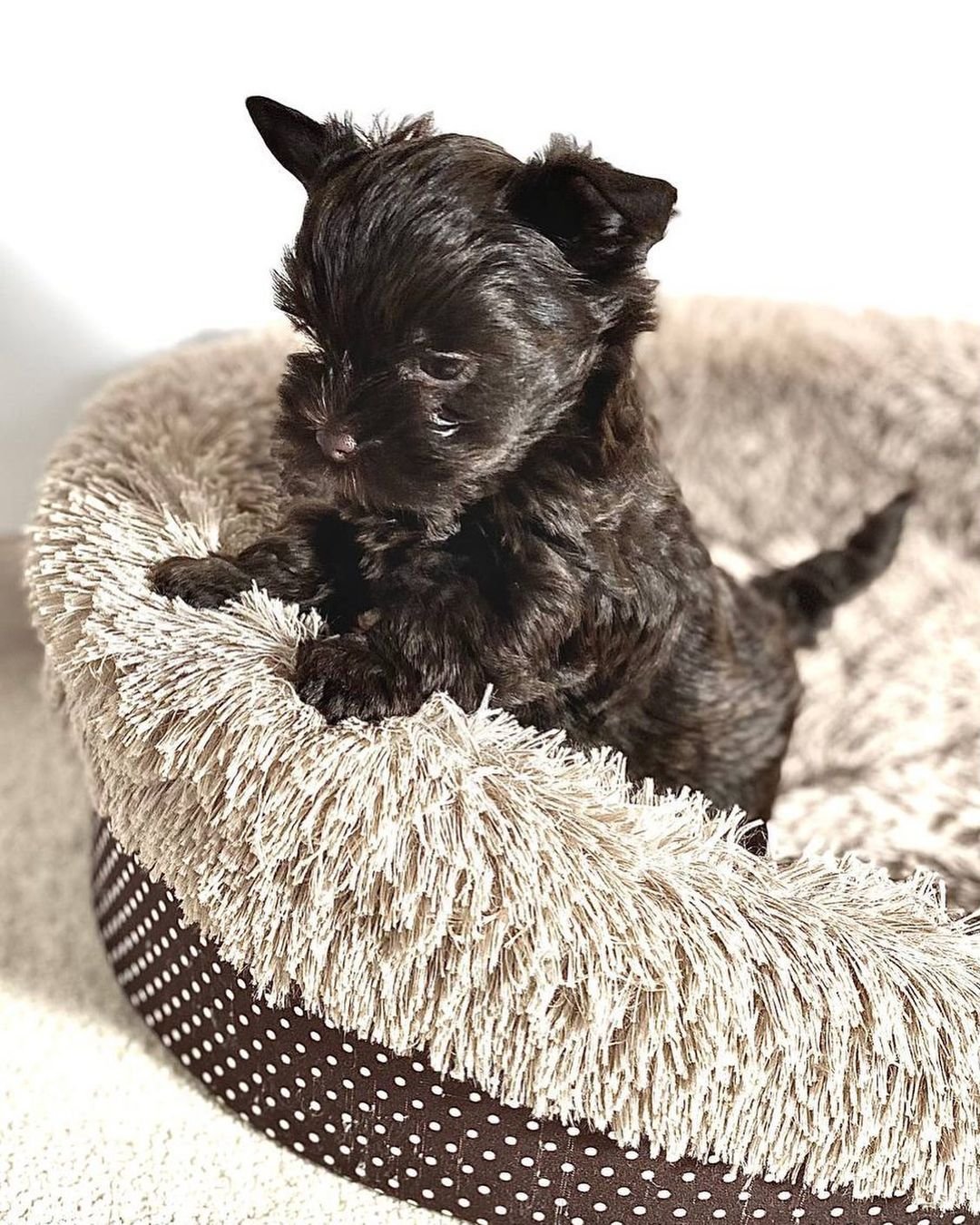 Paris Female Yorkie Puppy