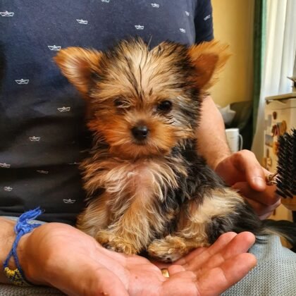 Luna Female Teacup Yorkie Puppy