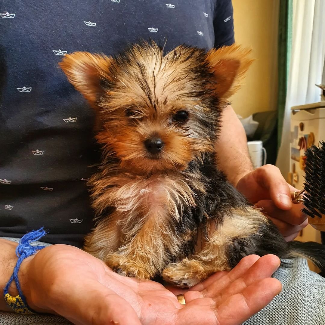 Luna Female Teacup Yorkie Puppy