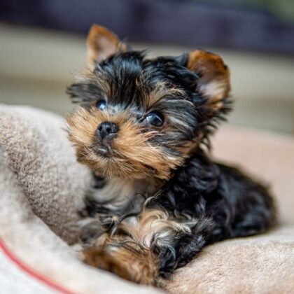 Daisy Female Teacup Yorkie
