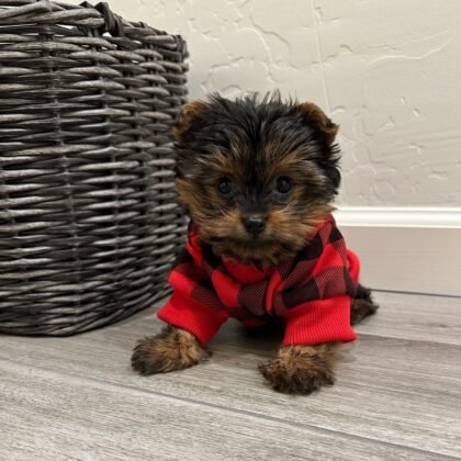 Chewy Female Yorkie Puppy