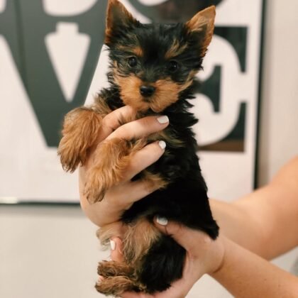 Beatrice Female Teacup Yorkie
