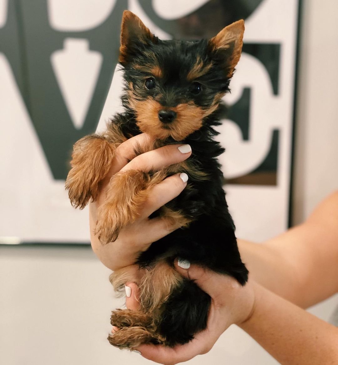 Beatrice Female Teacup Yorkie