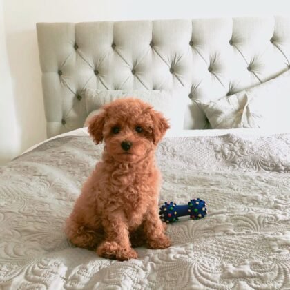 Velma Female Standard Poodle Puppy