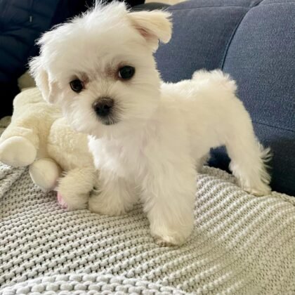 Ari Female Maltese Puppy