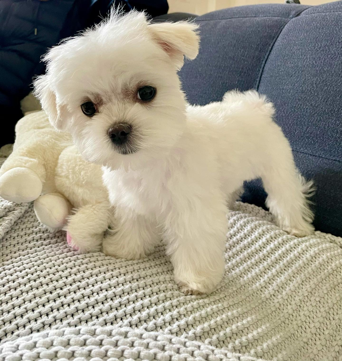 Ari Female Maltese Puppy